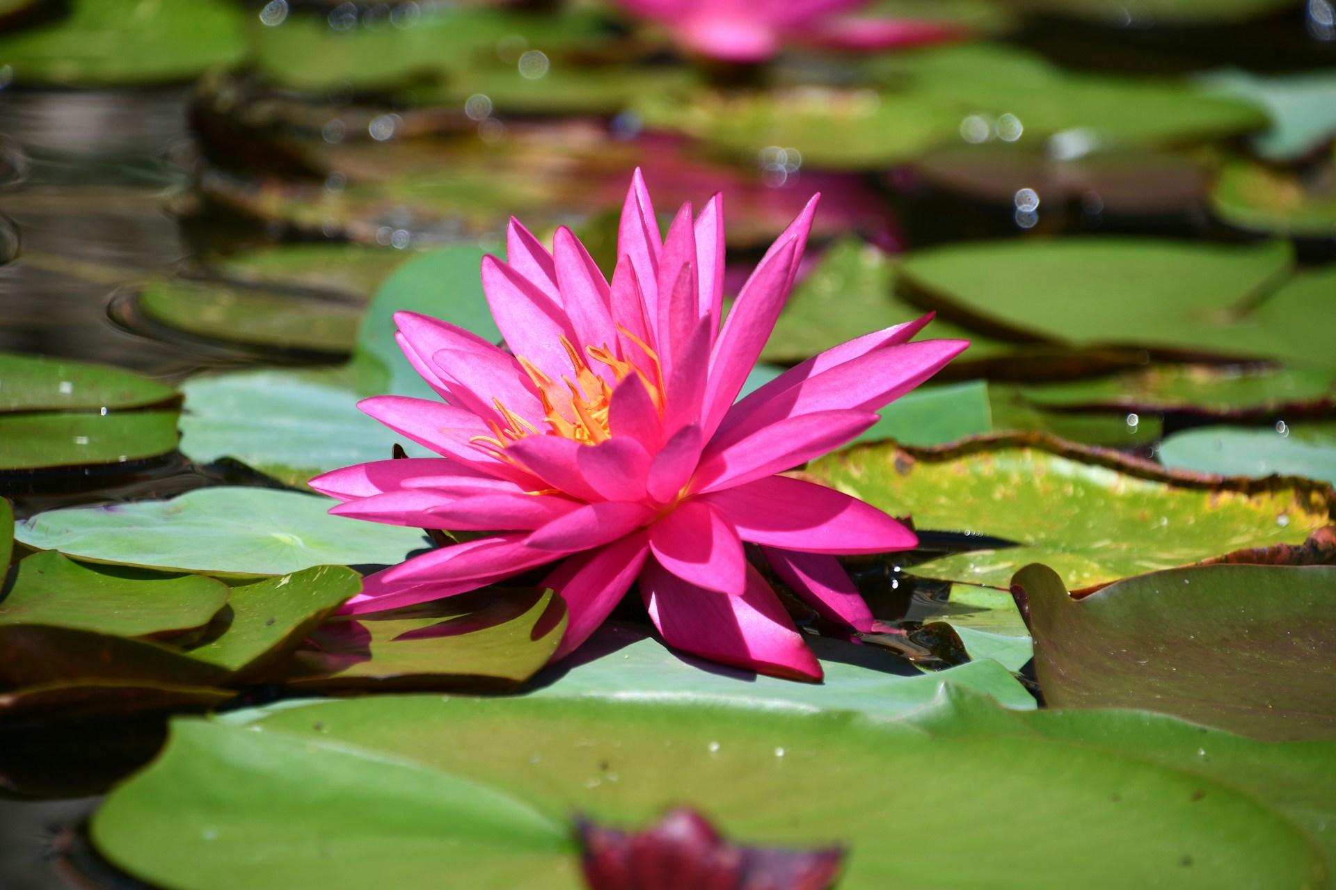 Menjahit Harmoni di Balik Riuh Pasar Beringharjo